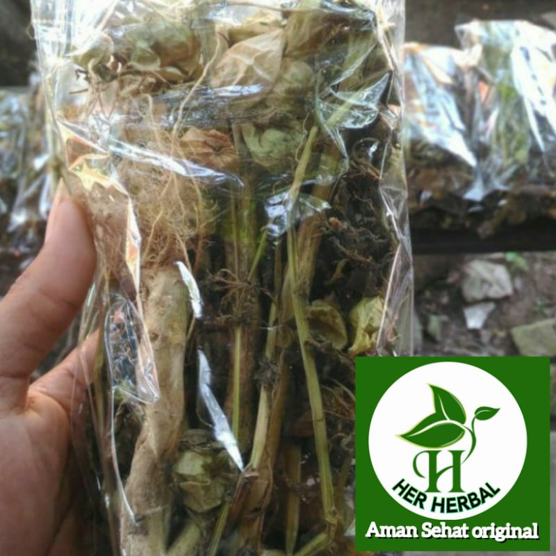 

Daun ciplukan kering herbal alami per bungkus