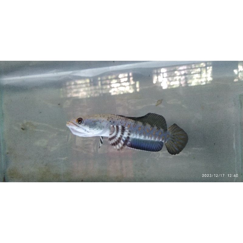 channa pulchra