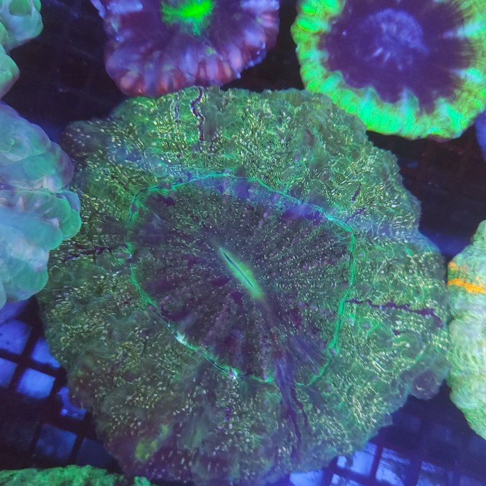 

✅Ready Coral Donat Ijo Strip Terbaru