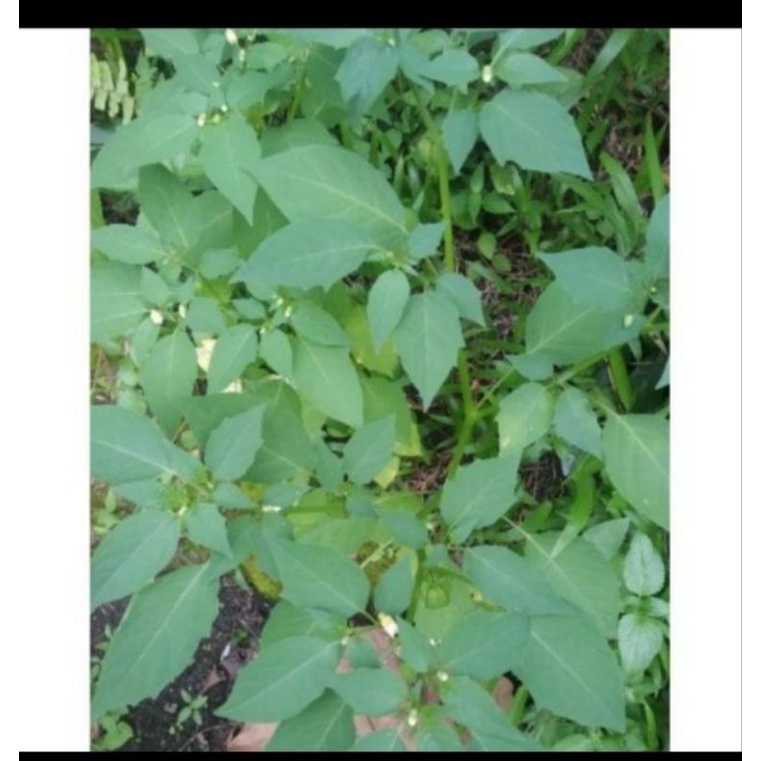 

Daun Cimplukan Segar/Cecenet/Pohon Cimplukan Fresh 500gram