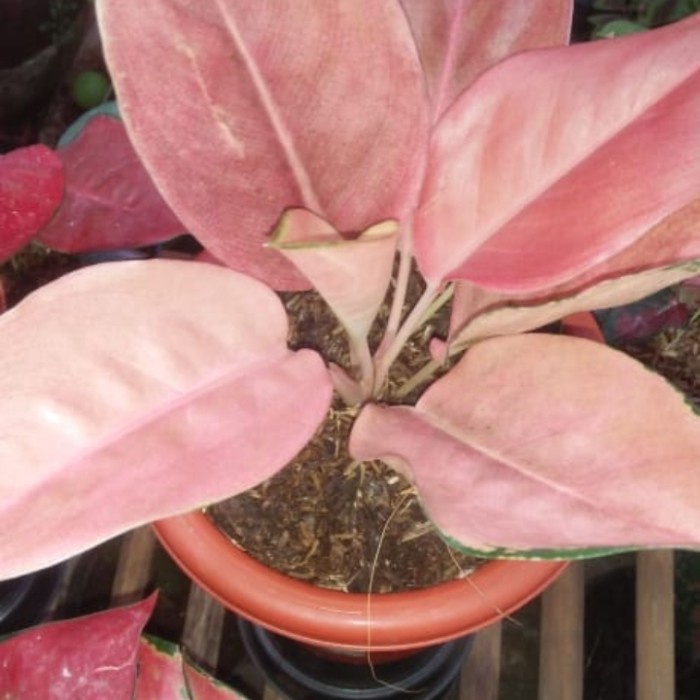 ✨Ready Kochin Brown Indukan Berkualitas