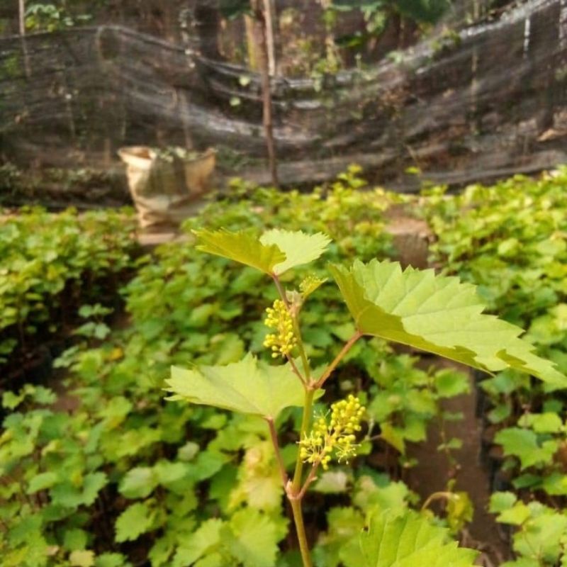 bibit anggur lokal sudah berbunga/berbuah