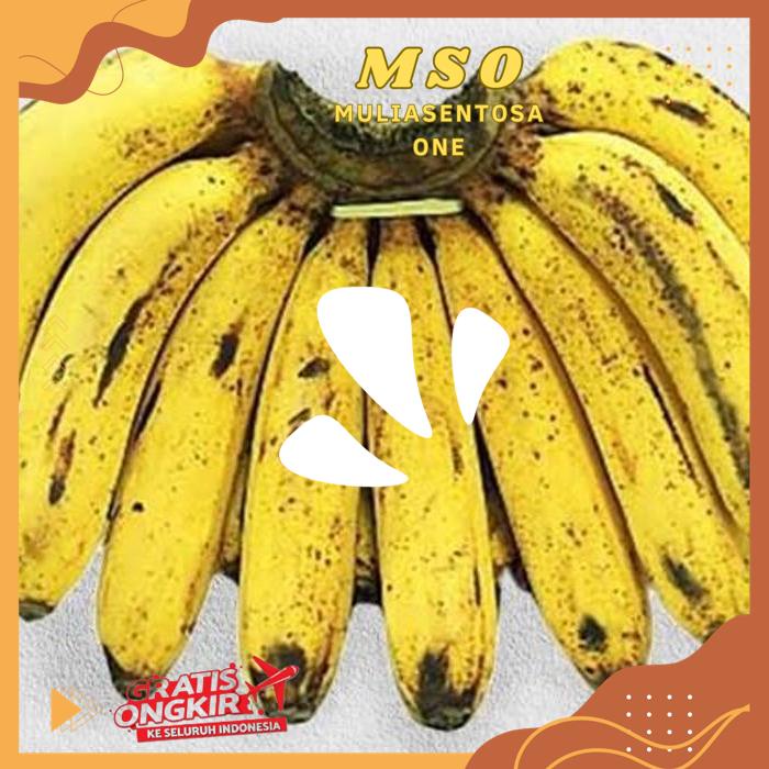 

PISANG BARANGAN 1 SISIR PRODUK BAHAN BERKUALITAS TINGGI !!