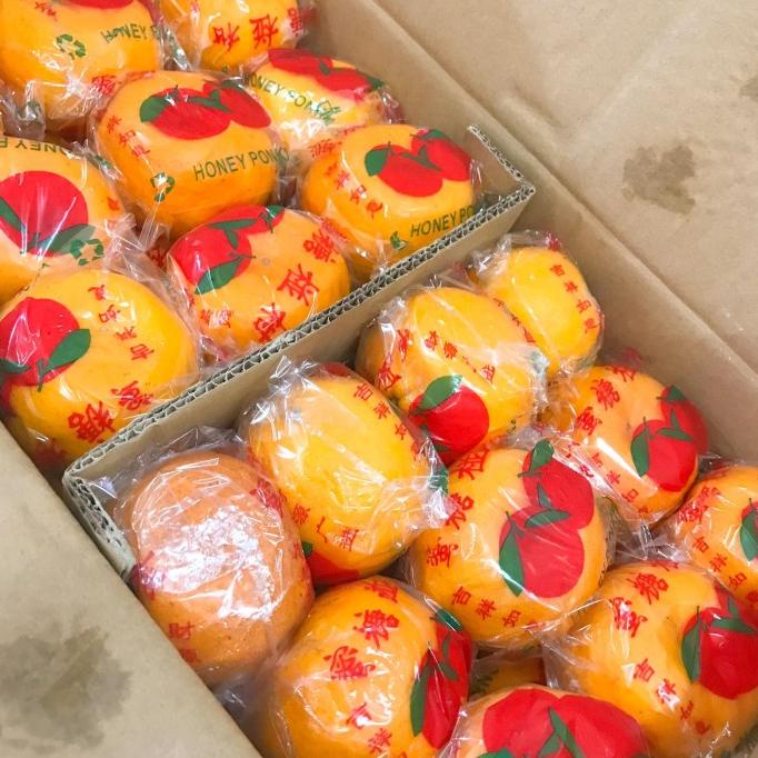 

Buah Jeruk Ponkam Dus / Karton 9kg Buat imlek / Tahun baru Cina ZS1