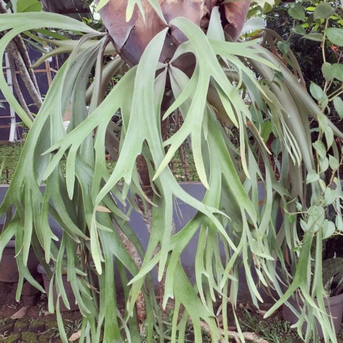 Tanaman Hias Gantung Tanduk Rusa Obat Herbal