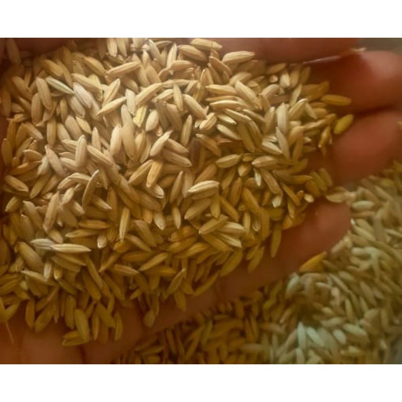 gabah padi 1kilo pakan makanan ayam tarung