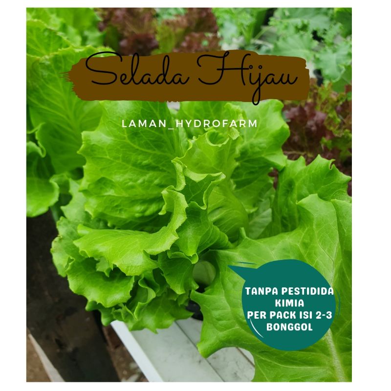 

Sayur Segar Hidroponik Selada Hijau dan Merah