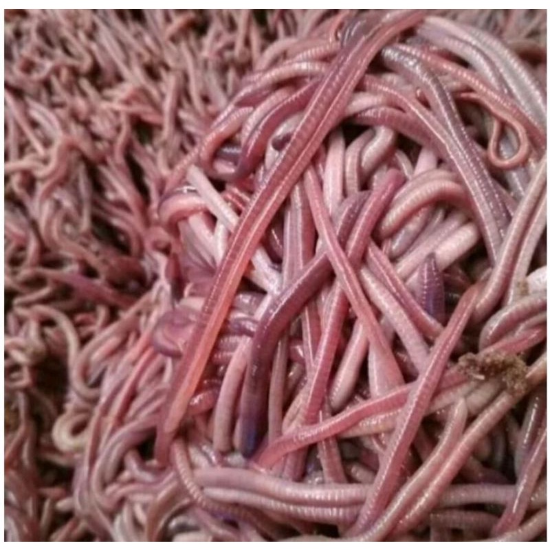 CACING TANAH PAKAN IKAN