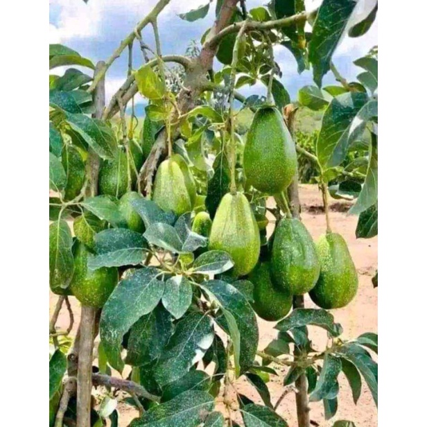 Bibit Alpukat aligator bisa berbuah di pot