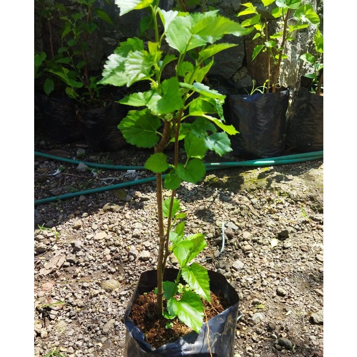 Bibit Pohon Buah Mulberry - Murbey - Buah Mulberry