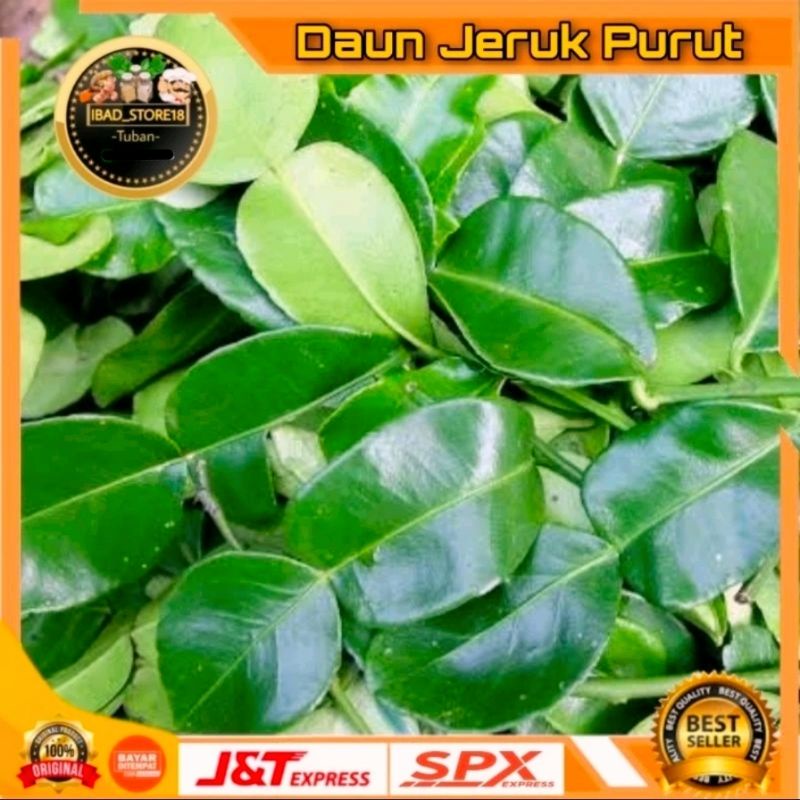 

Daun Jeruk Purut Hijau Segar 500gr/1kg