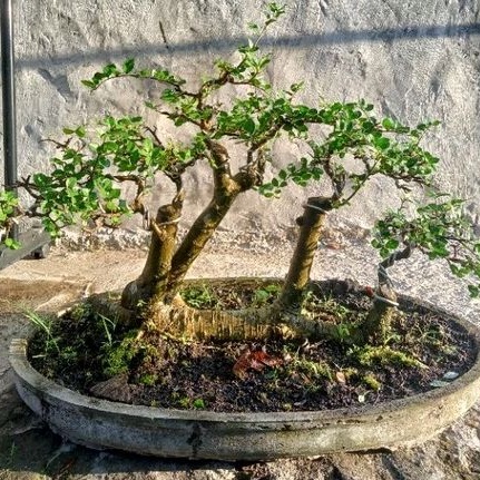bahan bonsai serut ngeraft setengah jadi
