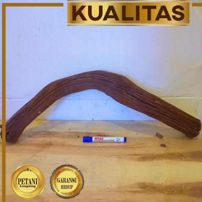 Kayu Aquascape Paduan Tanaman Hias Aquarium Jenis Santigi XL (60cm++)