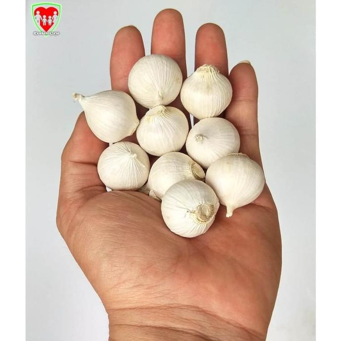 

Bawang Putih Tunggal / Lanang 1 Kg Super Besar Import
