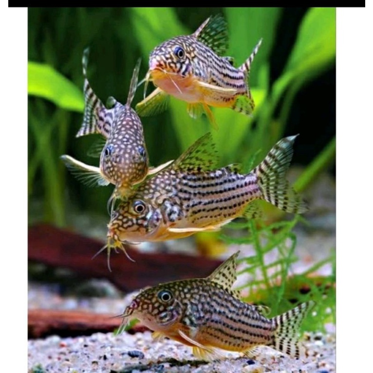 corydoras setrbai
