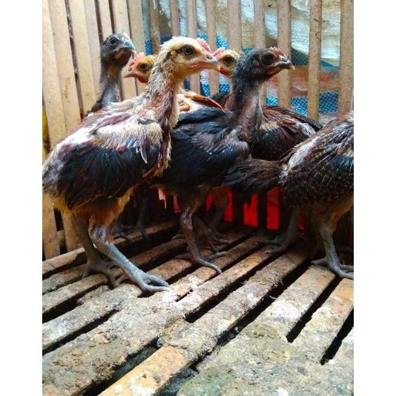New Anakan Ayam Pelung Calon Jumbo Usia 1 Bulan