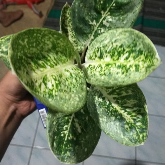 [New] Aglonema Milky Way Indukan Daun 6 Diskon