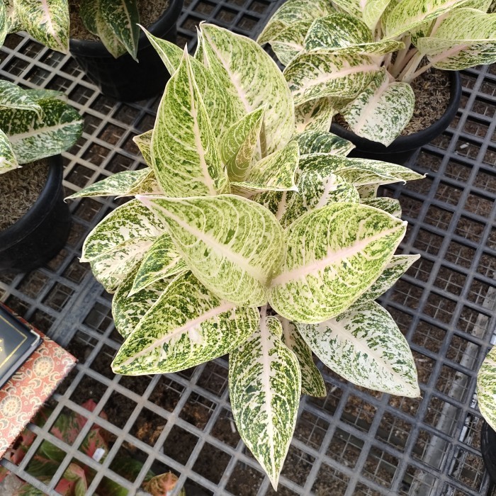 [New] Aglonema Mutiara Alba Rumpun Terbaru