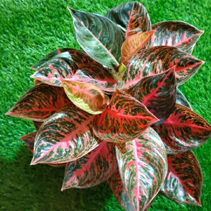 [New] Aglonema Reanita Rumpun Indukan Jumbo Berkualitas