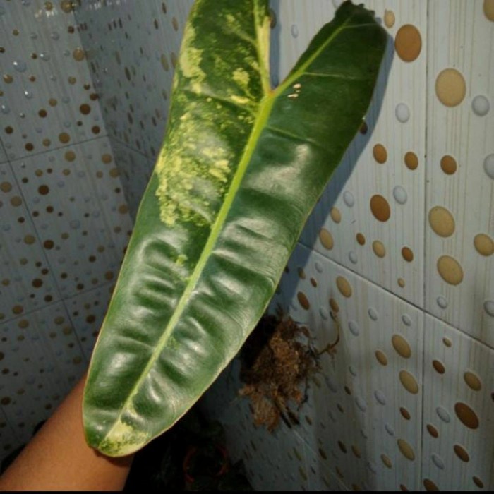 [New] Bonggol Philodendron Billietiae Varigata Promo Berkualitas
