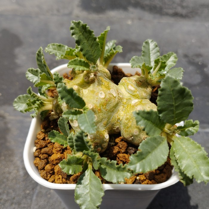 [New] Dorstenia Lavrani A Terbatas