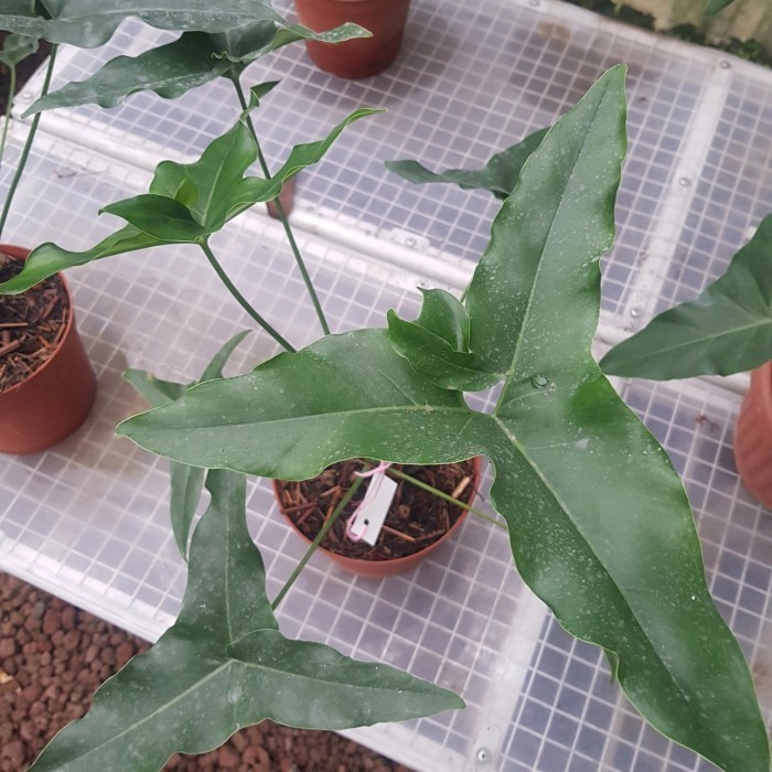 [New] Philodendron Angela Limited