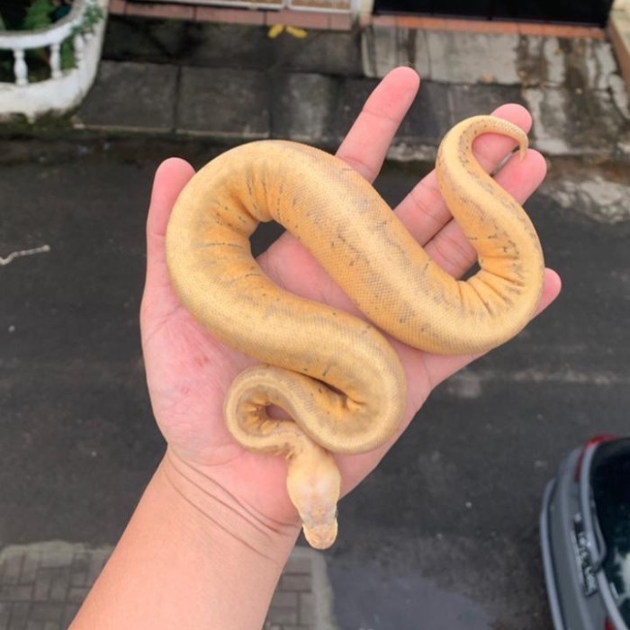 [New] Ball Python Super Pastel Yb Hidden Gene Woma Pinstripe Female Terbatas
