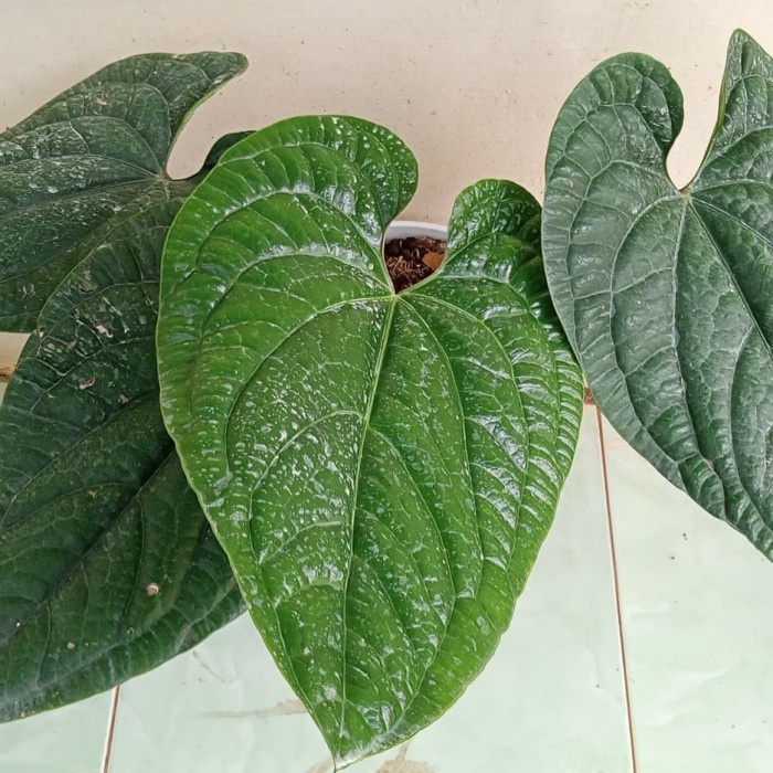 [COD] Tanaman Hias - Pohon Anthurium Sirih Daun Besar Terbaru