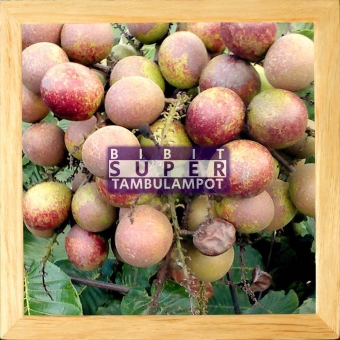 OBRAL TANAMAN Bibit Buah Matoa Okulasi Stek Cagkok