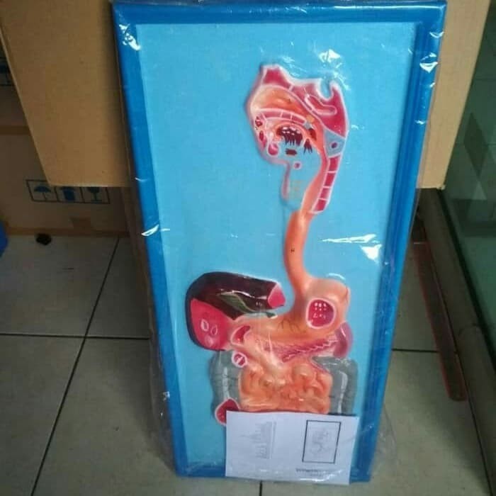 

[Baru] Model Penampang Pencernaan Manusia Terbaru