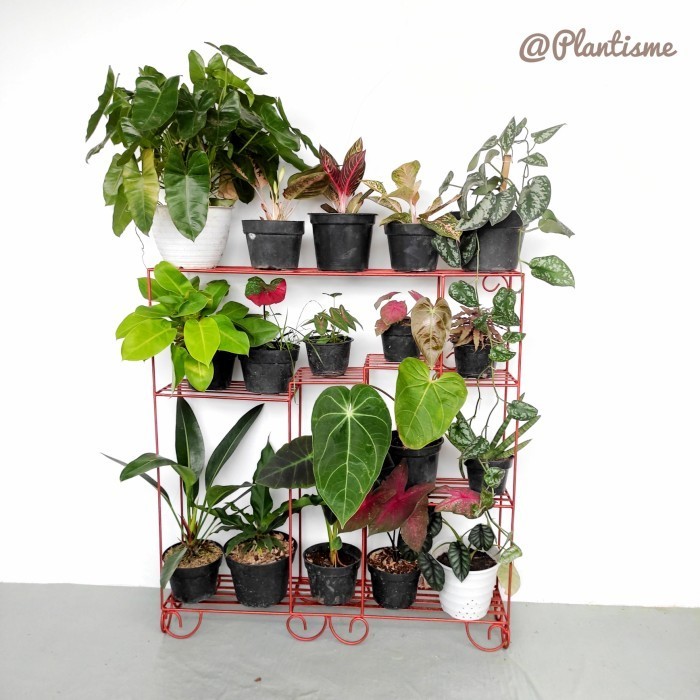 

[Baru] Rak Tanaman Shelving Susun Atas Kaktus Sukulen Bunga Hias Terbatas