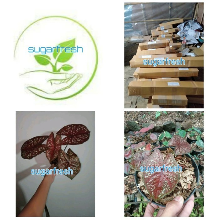 [COD] Tanaman Hias Keladi Merah Langka Terbaru