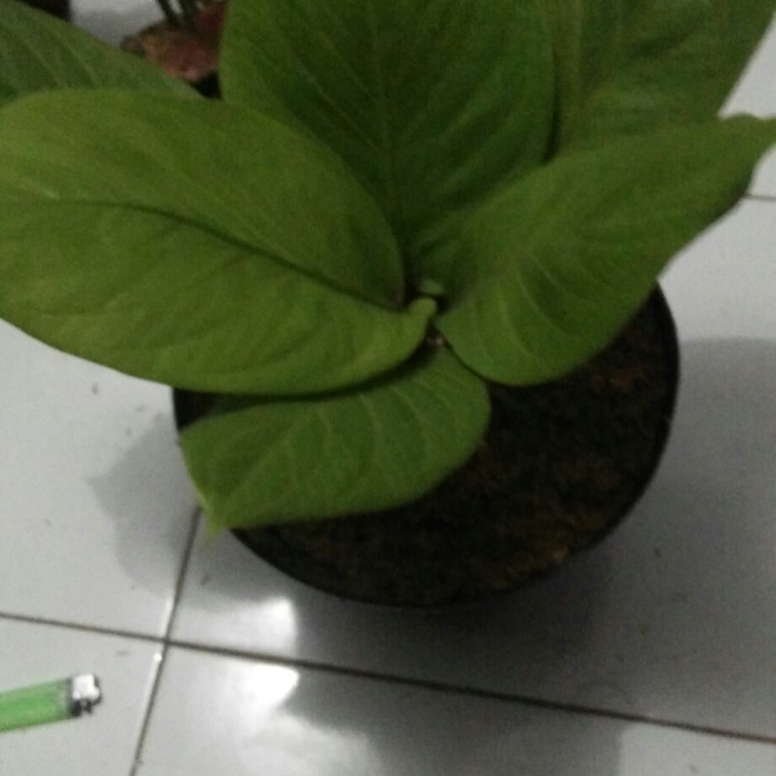 [COD] Antorium Jemani Kobra Tanaman Terbatas