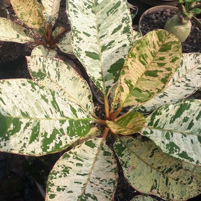 [COD] Plumeria Varigata Diskon