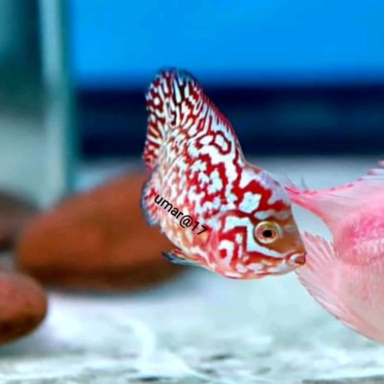 smile69 burayak kamfa f2 spr vip thailand