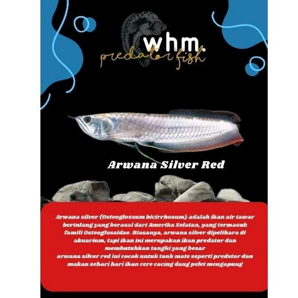 hiasan aquarium arwana silver red 20-21 cm (Mainan ikan)