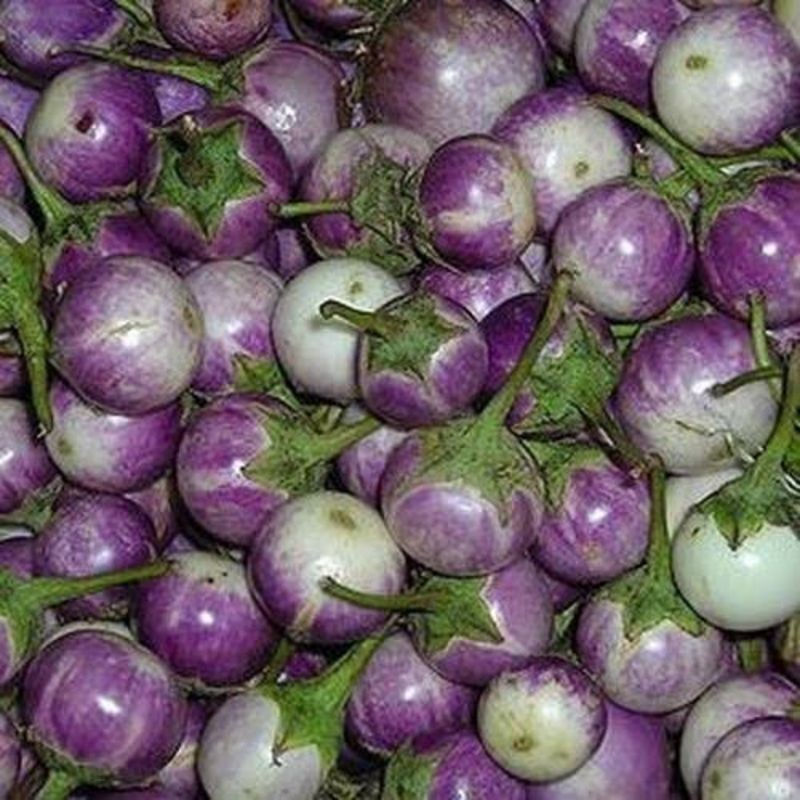 Bibit Terong Lalap Ungu