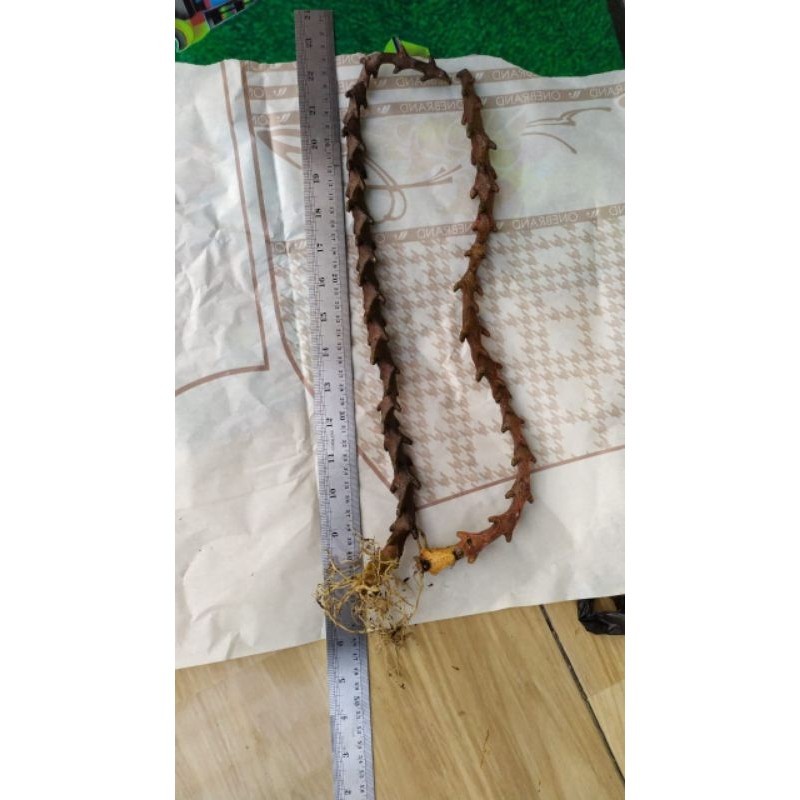 ceropegia bosseri long size KAKTUS SUKULEN TANAMAN HIAS