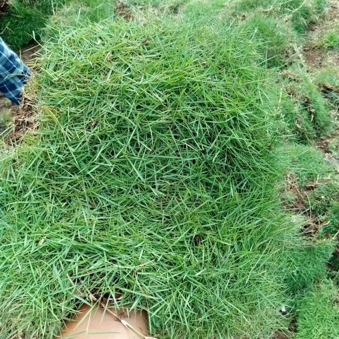paketan 5 meter rumput jepang/rumput taman murah