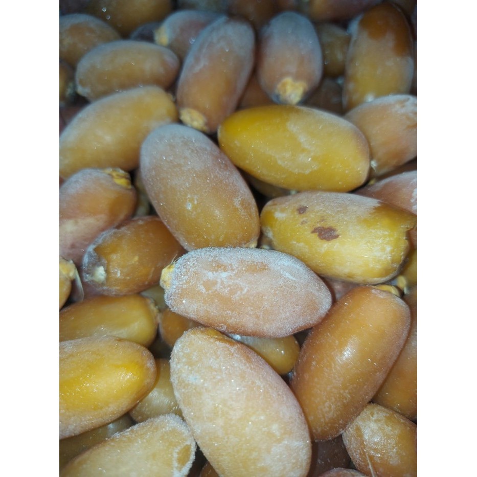 

Kurma - 1 Kg Kurma Ruthob Libya Kurma Segar Ukuran Besar & Manis