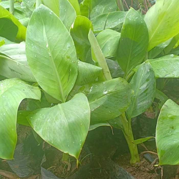 Bibit Pisang barangan - pohon buah barangan merah super POHON