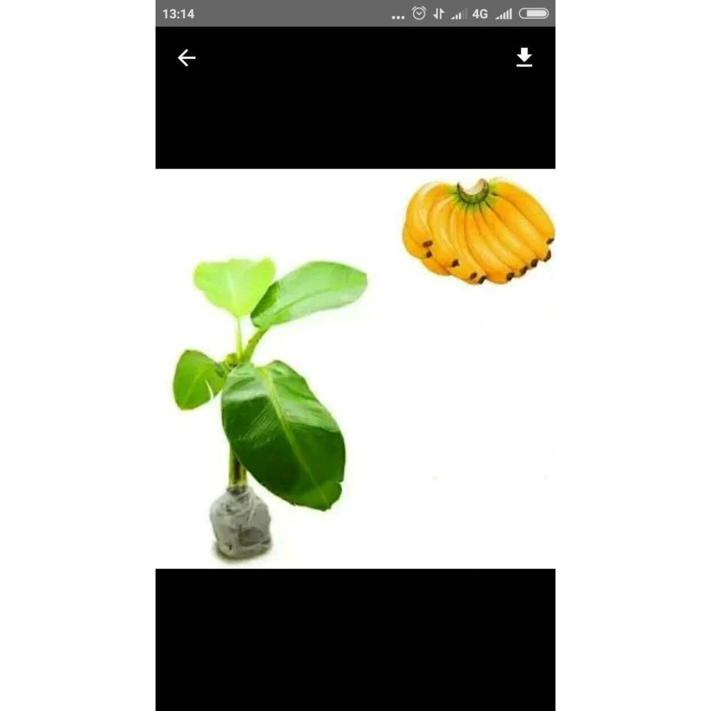 Bibit Pohon Pisang Raja POHON