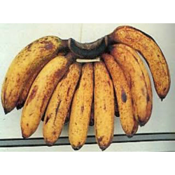 BIBIT POHON PISANG BARANGAN MERAH POHON