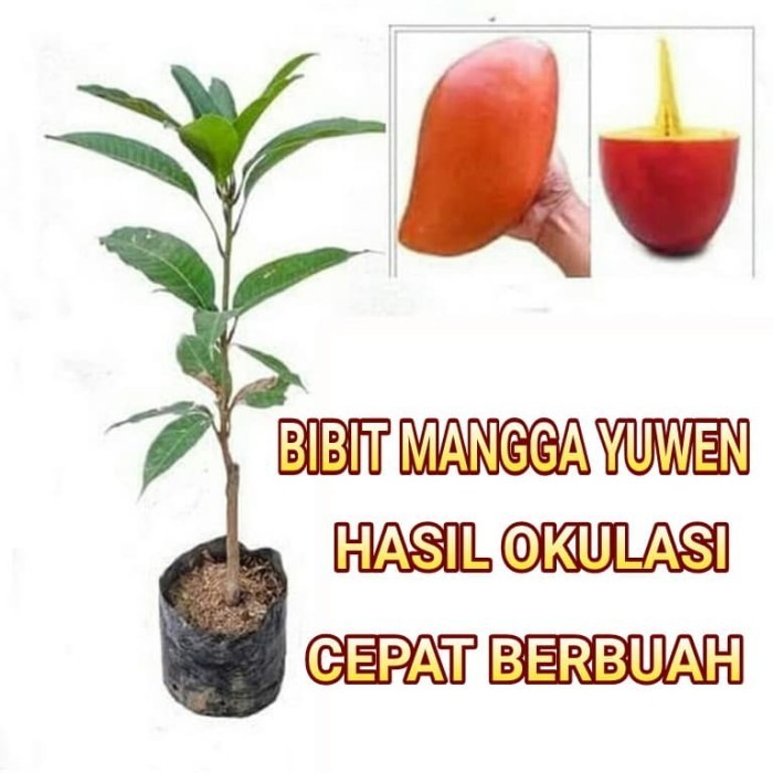 Bibit Tanaman Pohon Mangga Yuwen Mangga Yu Wen Bibit Mangga Merah POHON
