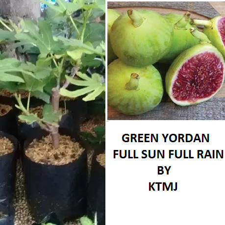 Bibit Tanaman Pohon Buah Tin Green Yordan GY Bibit Tin POHON