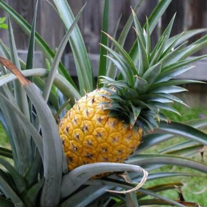 bibit tanaman buah nanas madu jumbo, bibit super,bibit nanas unggul POHON