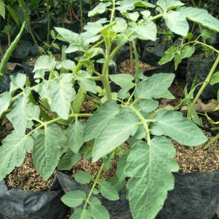 bibit tanaman tomat apel POHON
