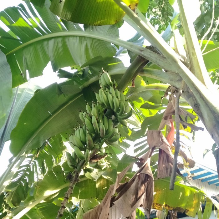 Bibit pisang uli super pohon pisang uli tunas POHON