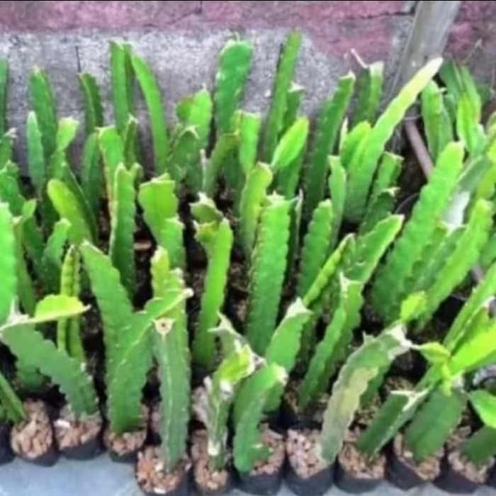 Bibit pohon buah naga - Buah naga merah - pohon buah naga-dragon fruit POHON