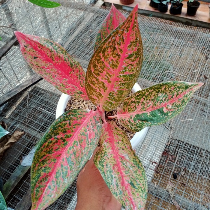 pohon hias aglonema tiara + pot putih